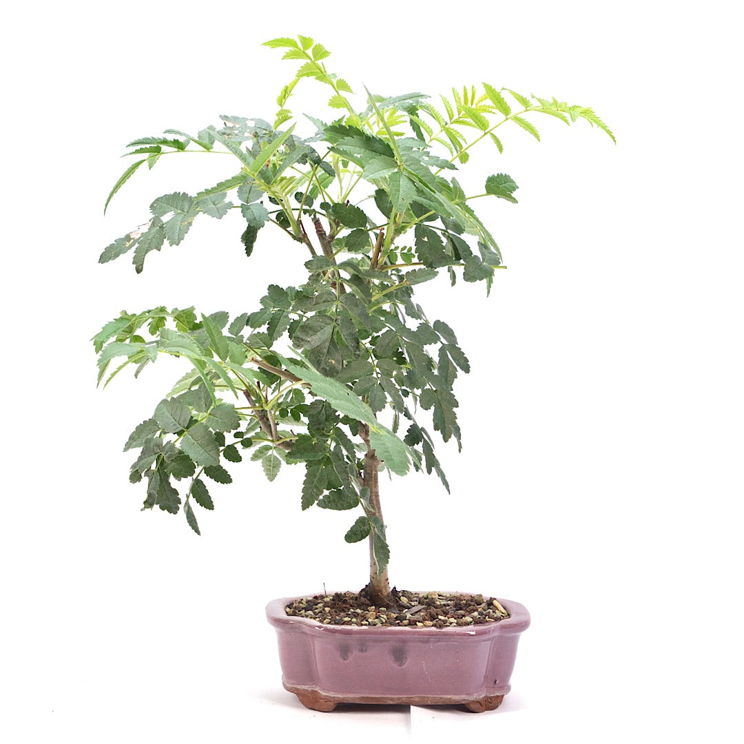Eberesche 'Sorbus aucuparia'